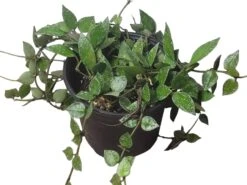 Hoya - Krohniana Silver Splash - 6" LIVE Potted Plant - Wax Plant - FREE SHIPPING