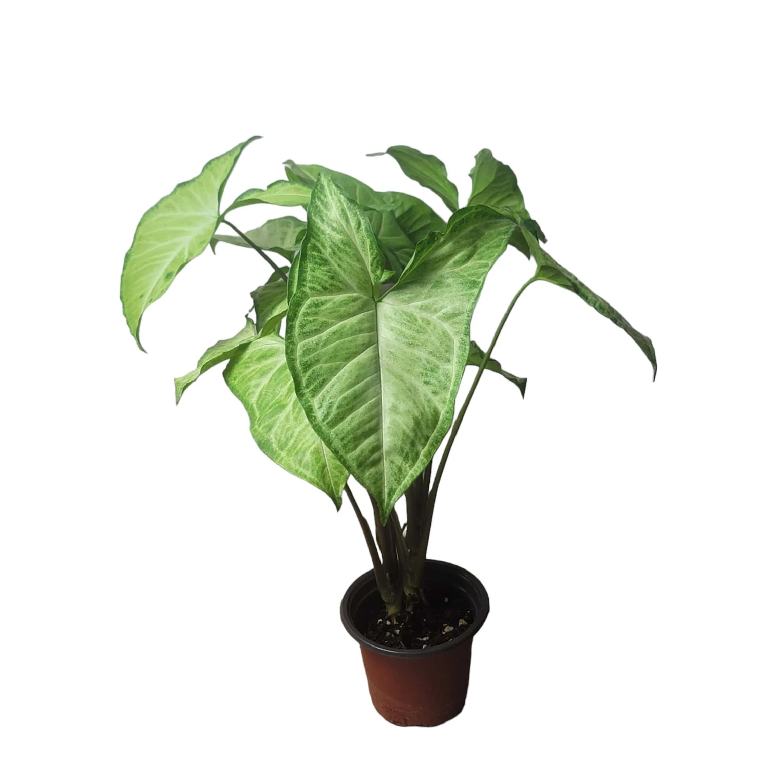 Syngonium White Butterfly - LIVE 4" Or 6" Potted Plant - Syngonium Podophyllum - FREE SHIPPING - Image 2