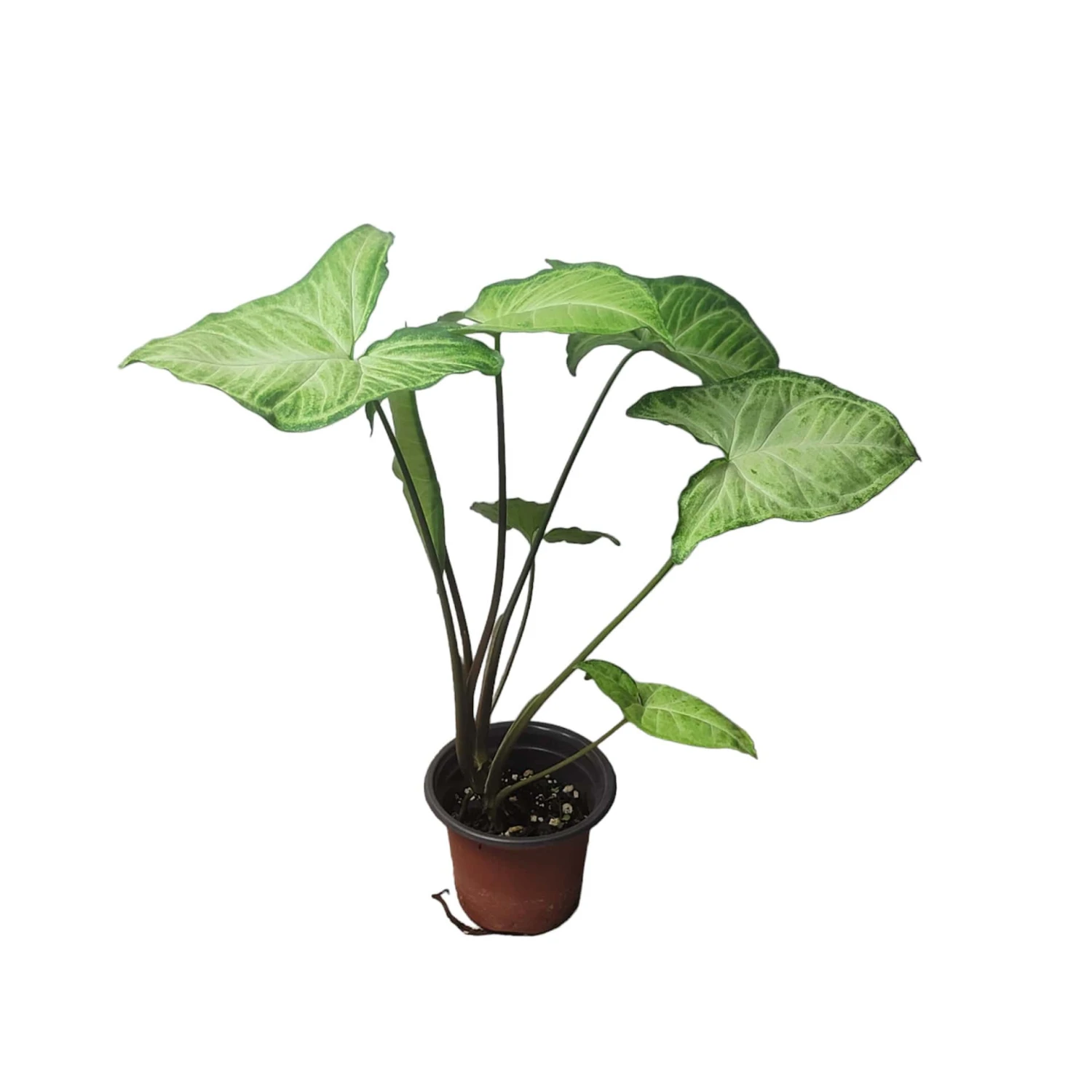 Syngonium White Butterfly - LIVE 4" Or 6" Potted Plant - Syngonium Podophyllum - FREE SHIPPING - Image 3