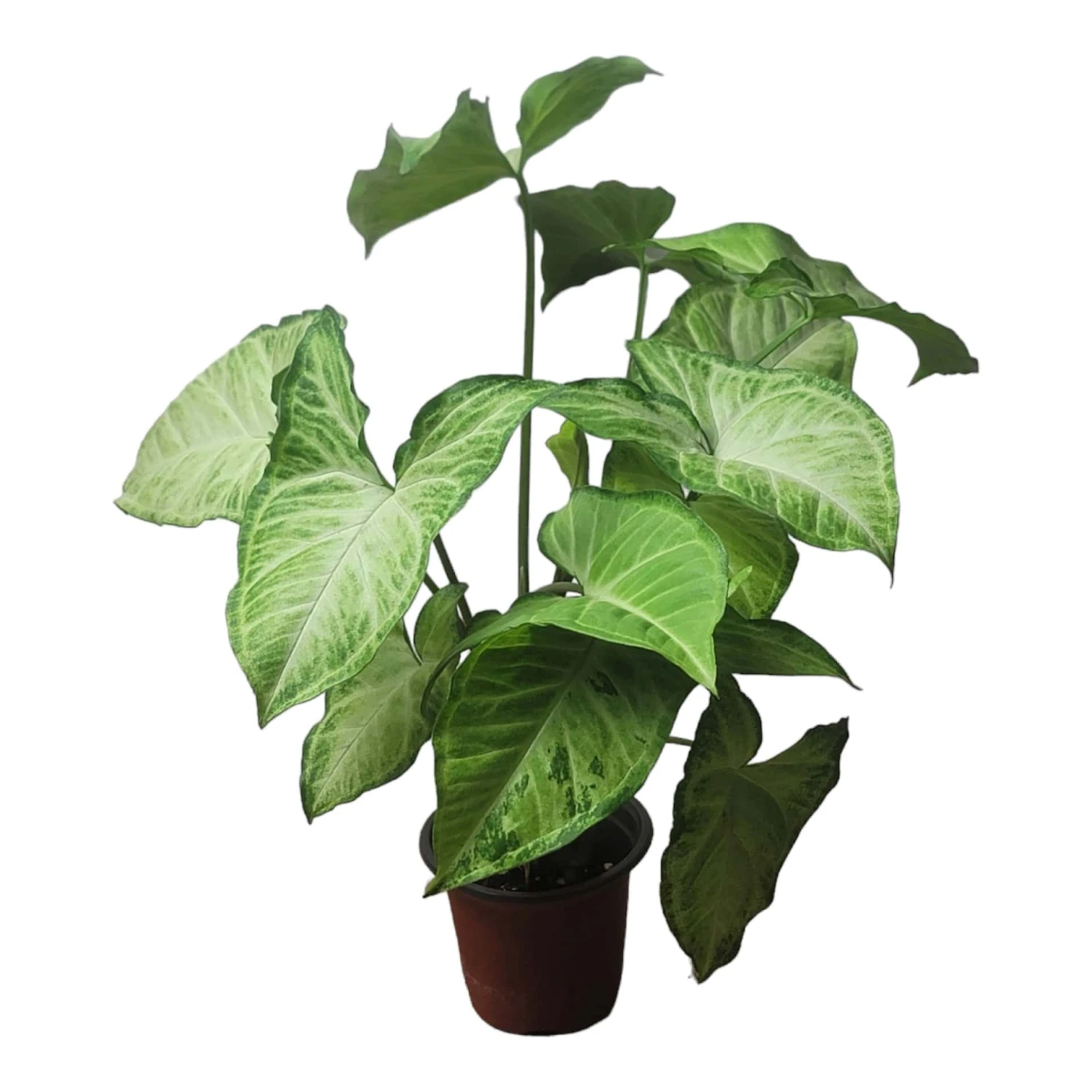 Syngonium White Butterfly - LIVE 4" Or 6" Potted Plant - Syngonium Podophyllum - FREE SHIPPING