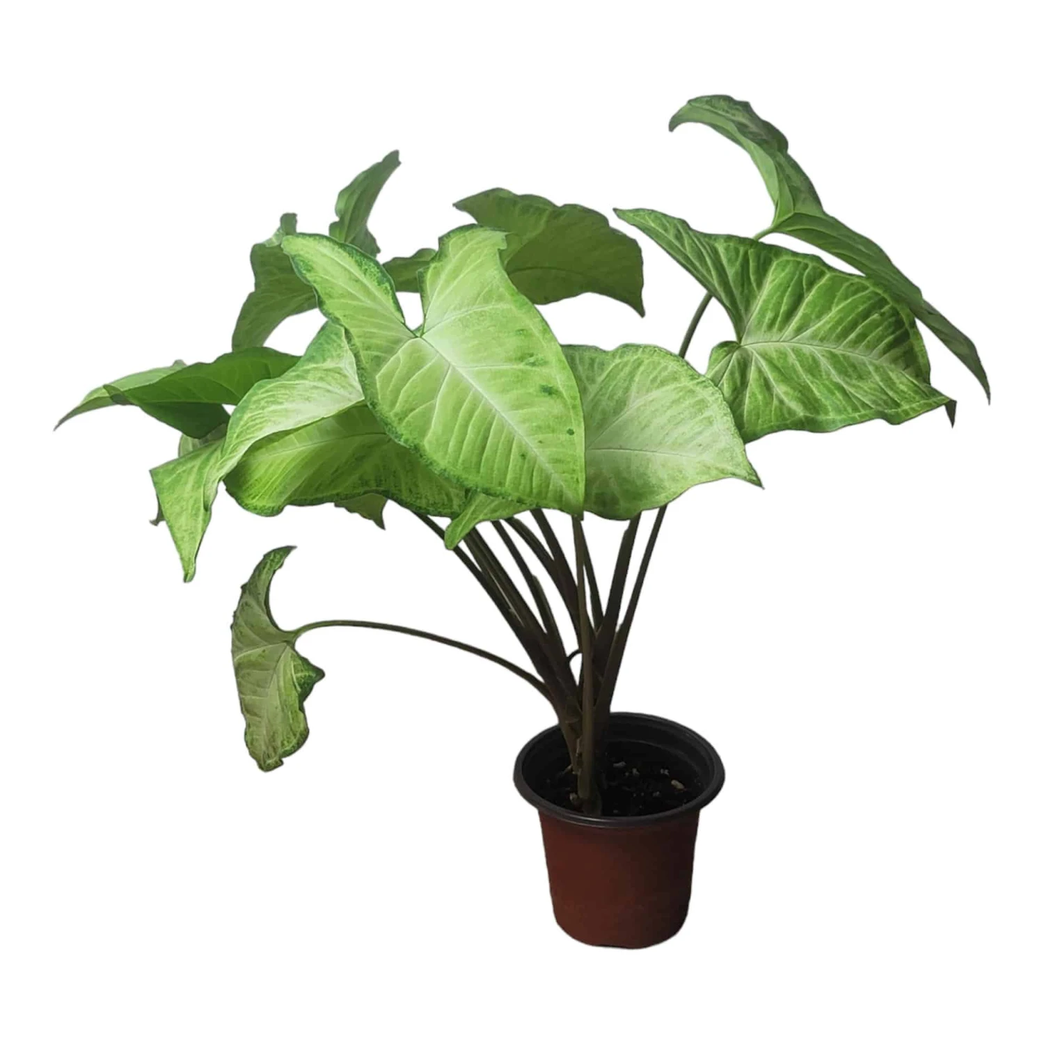 Syngonium White Butterfly - LIVE 4" Or 6" Potted Plant - Syngonium Podophyllum - FREE SHIPPING - Image 5