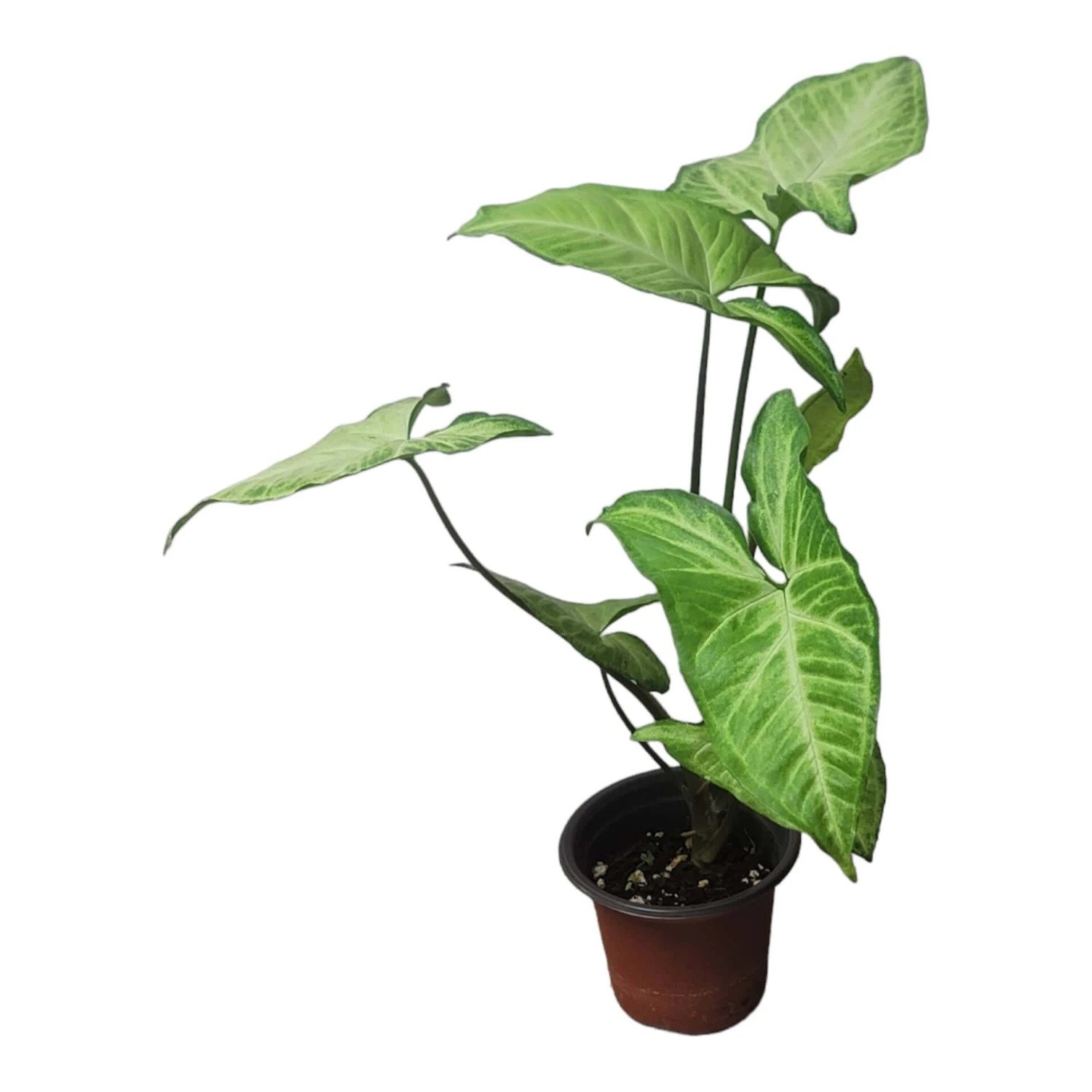 Syngonium White Butterfly - LIVE 4" Or 6" Potted Plant - Syngonium Podophyllum - FREE SHIPPING - Image 6