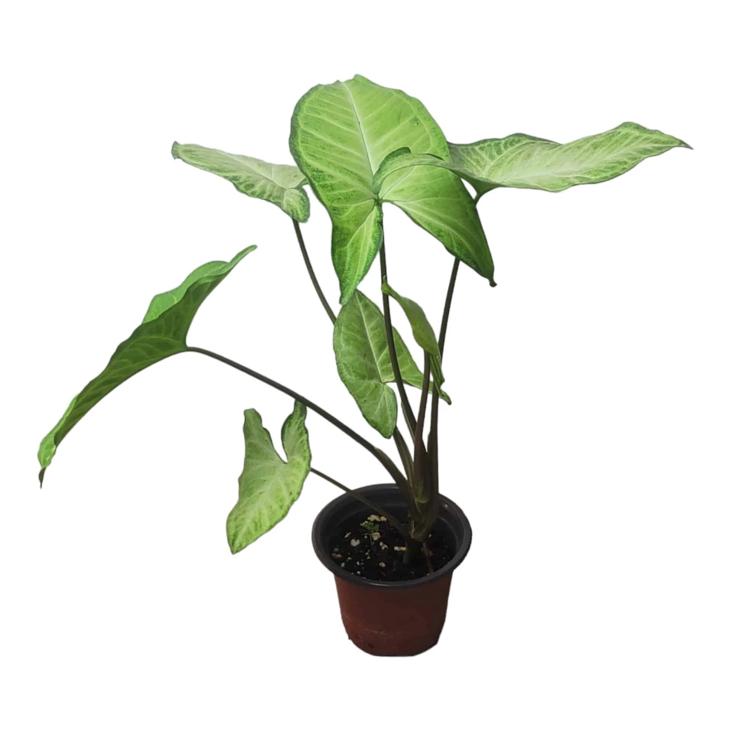 Syngonium White Butterfly - LIVE 4" Or 6" Potted Plant - Syngonium Podophyllum - FREE SHIPPING - Image 7