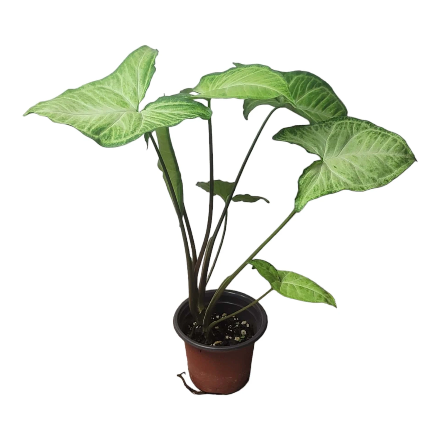 Syngonium White Butterfly - LIVE 4" Or 6" Potted Plant - Syngonium Podophyllum - FREE SHIPPING - Image 8