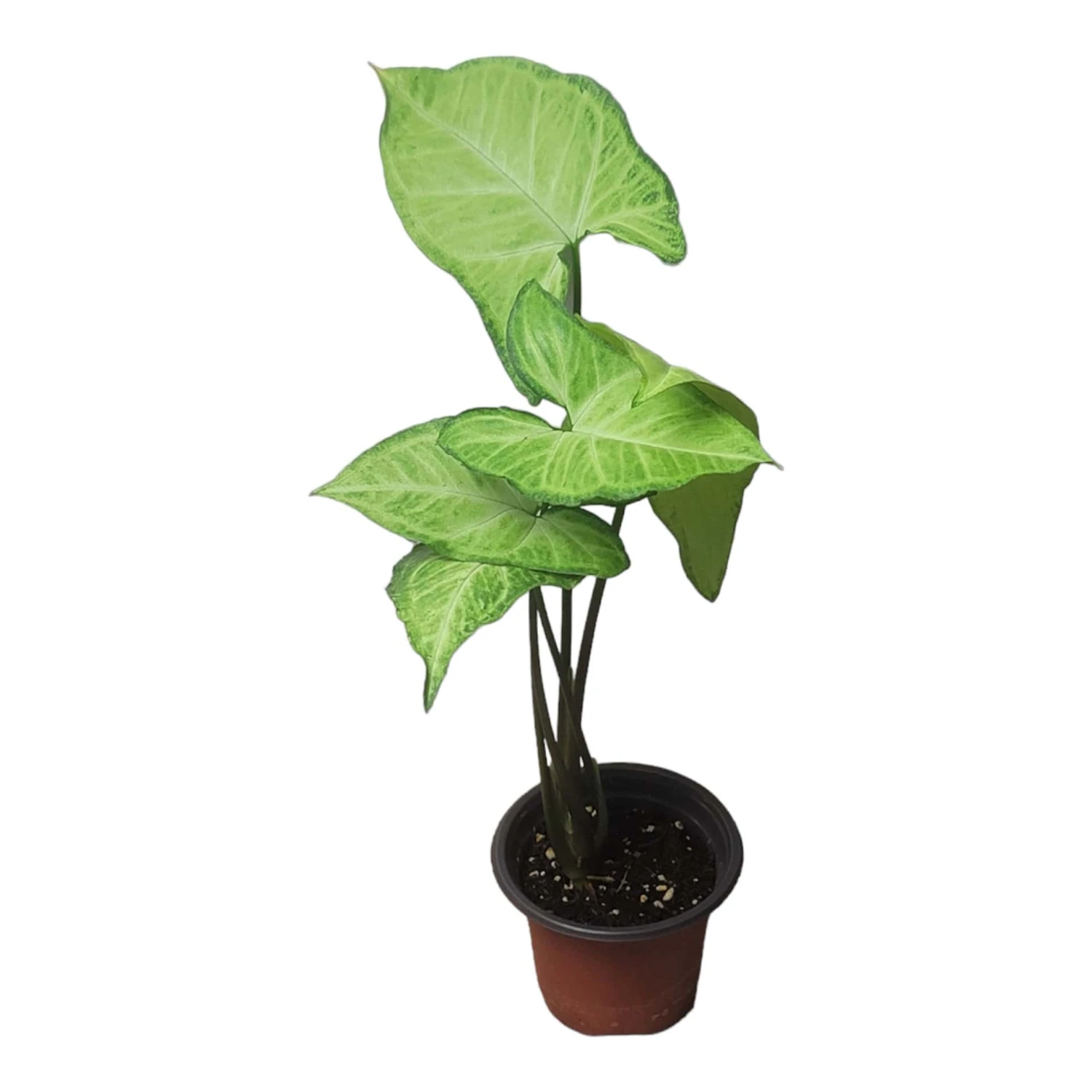 Syngonium White Butterfly - LIVE 4" Or 6" Potted Plant - Syngonium Podophyllum - FREE SHIPPING - Image 10