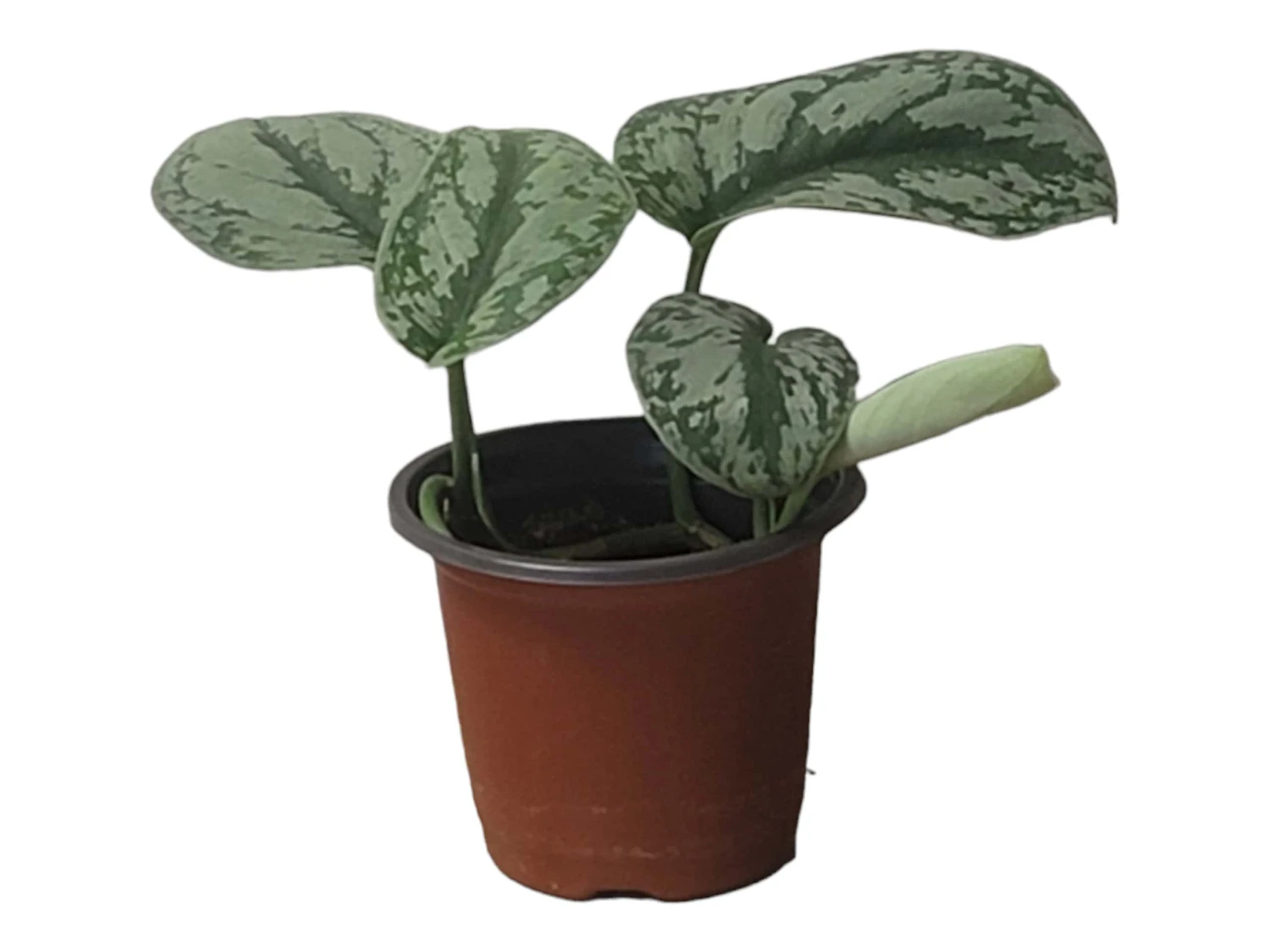 Scindapsus Exotica – Scindapsus Pictus ‘Exotica’ – In 4″ And 6" Pot - FREE SHIPPING - Image 14