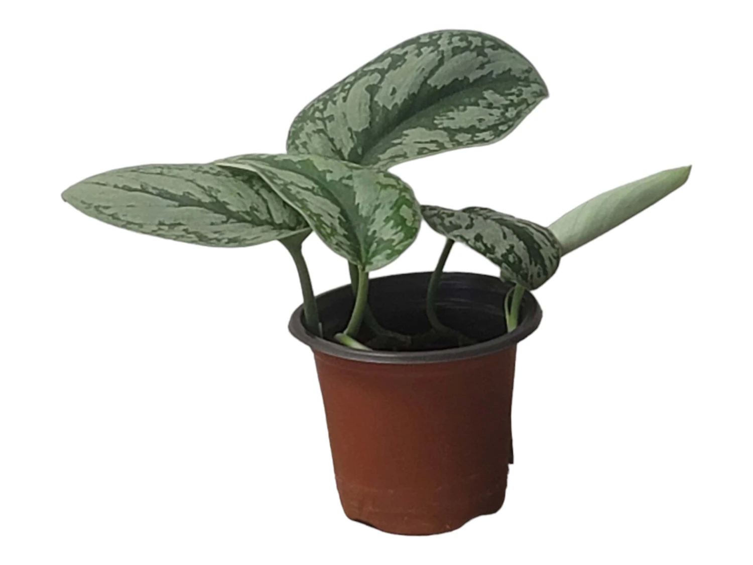 Scindapsus Exotica – Scindapsus Pictus ‘Exotica’ – In 4″ And 6" Pot - FREE SHIPPING - Image 13