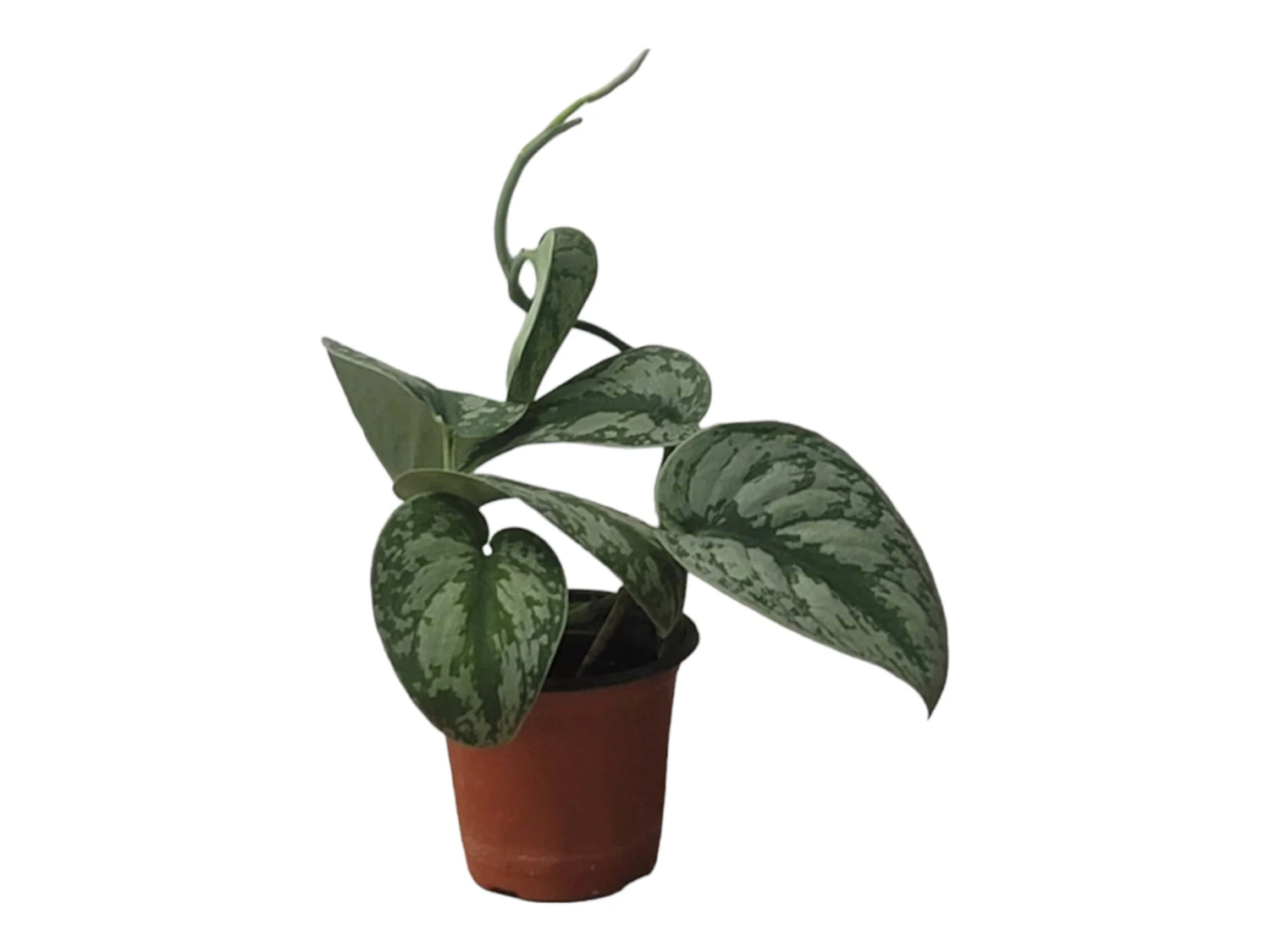 Scindapsus Exotica – Scindapsus Pictus ‘Exotica’ – In 4″ And 6" Pot - FREE SHIPPING - Image 11