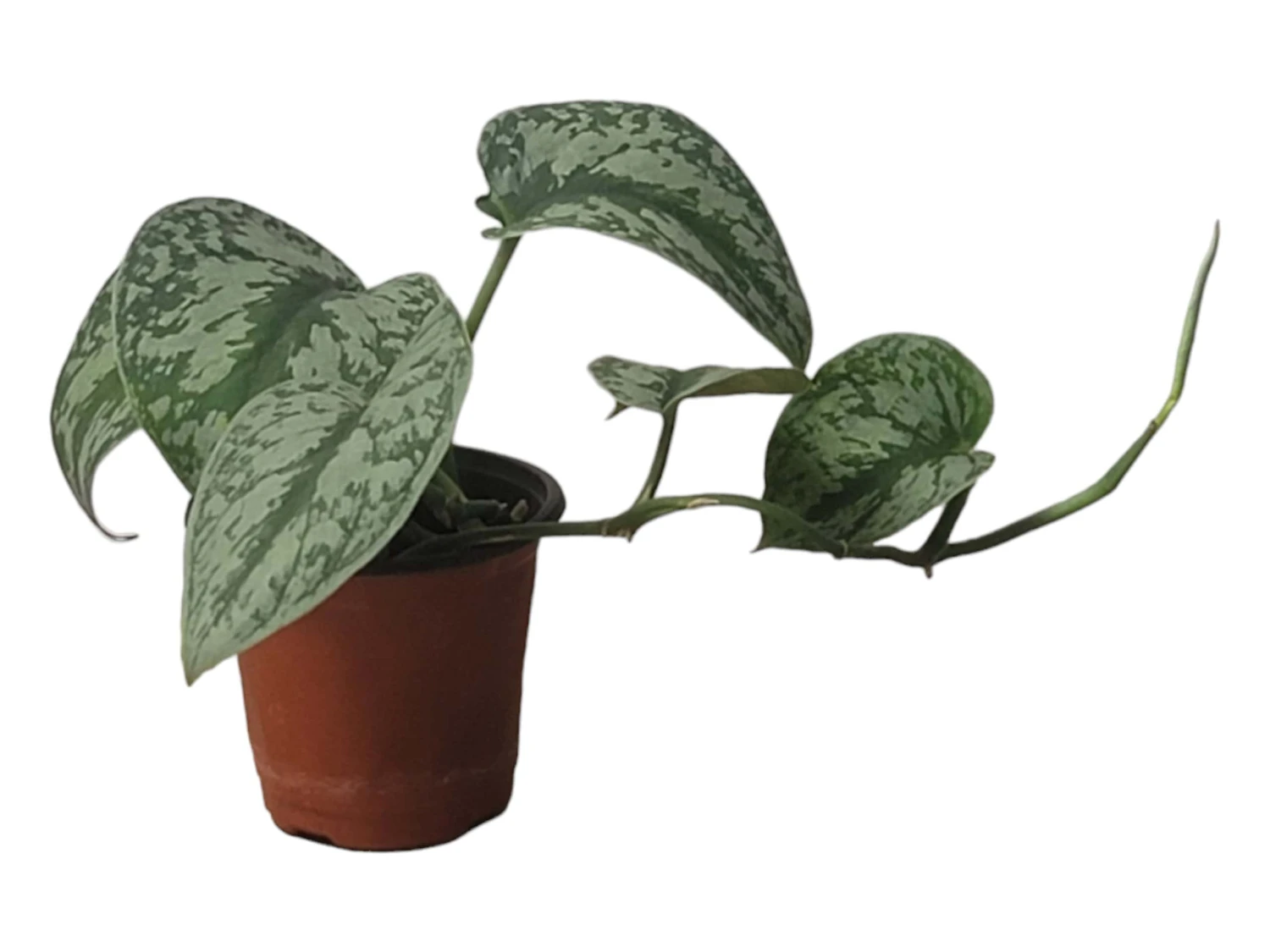 Scindapsus Exotica – Scindapsus Pictus ‘Exotica’ – In 4″ And 6" Pot - FREE SHIPPING - Image 10
