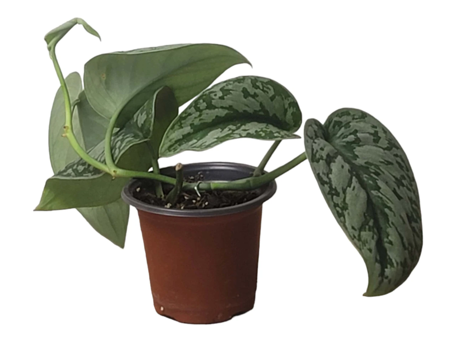 Scindapsus Exotica – Scindapsus Pictus ‘Exotica’ – In 4″ And 6" Pot - FREE SHIPPING - Image 9