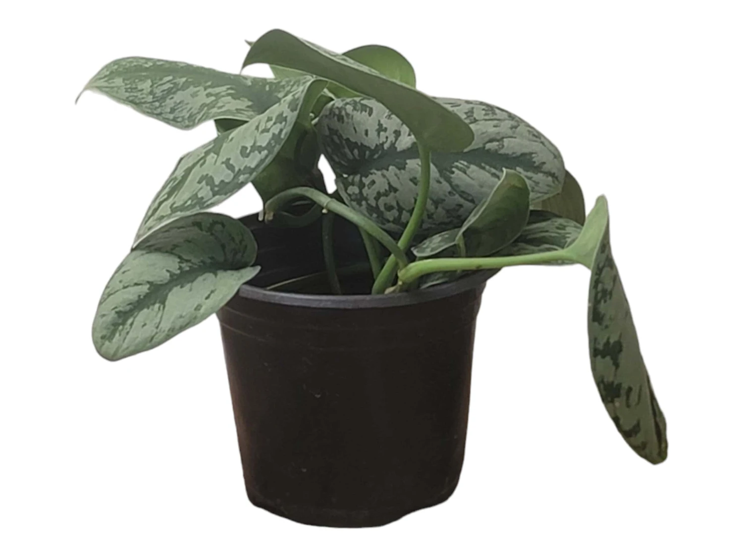 Scindapsus Exotica – Scindapsus Pictus ‘Exotica’ – In 4″ And 6" Pot - FREE SHIPPING - Image 7