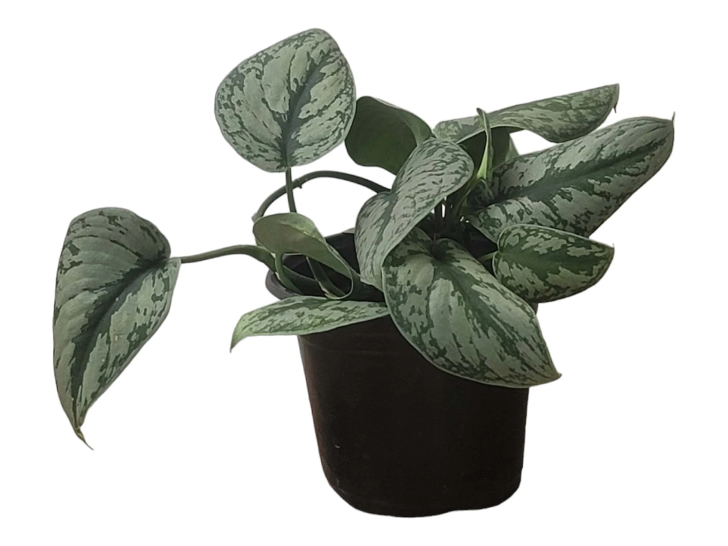 Scindapsus Exotica – Scindapsus Pictus ‘Exotica’ – In 4″ And 6" Pot - FREE SHIPPING - Image 6