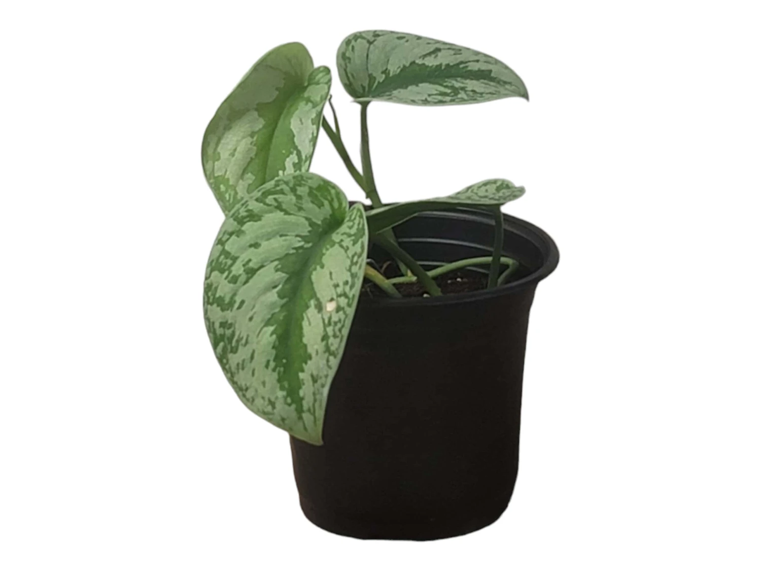 Scindapsus Exotica – Scindapsus Pictus ‘Exotica’ – In 4″ And 6" Pot - FREE SHIPPING - Image 5