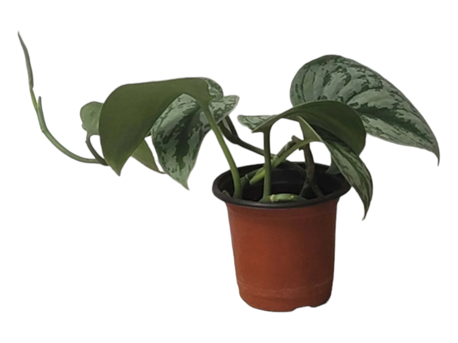 Scindapsus Exotica – Scindapsus Pictus ‘Exotica’ – In 4″ And 6" Pot - FREE SHIPPING - Image 4