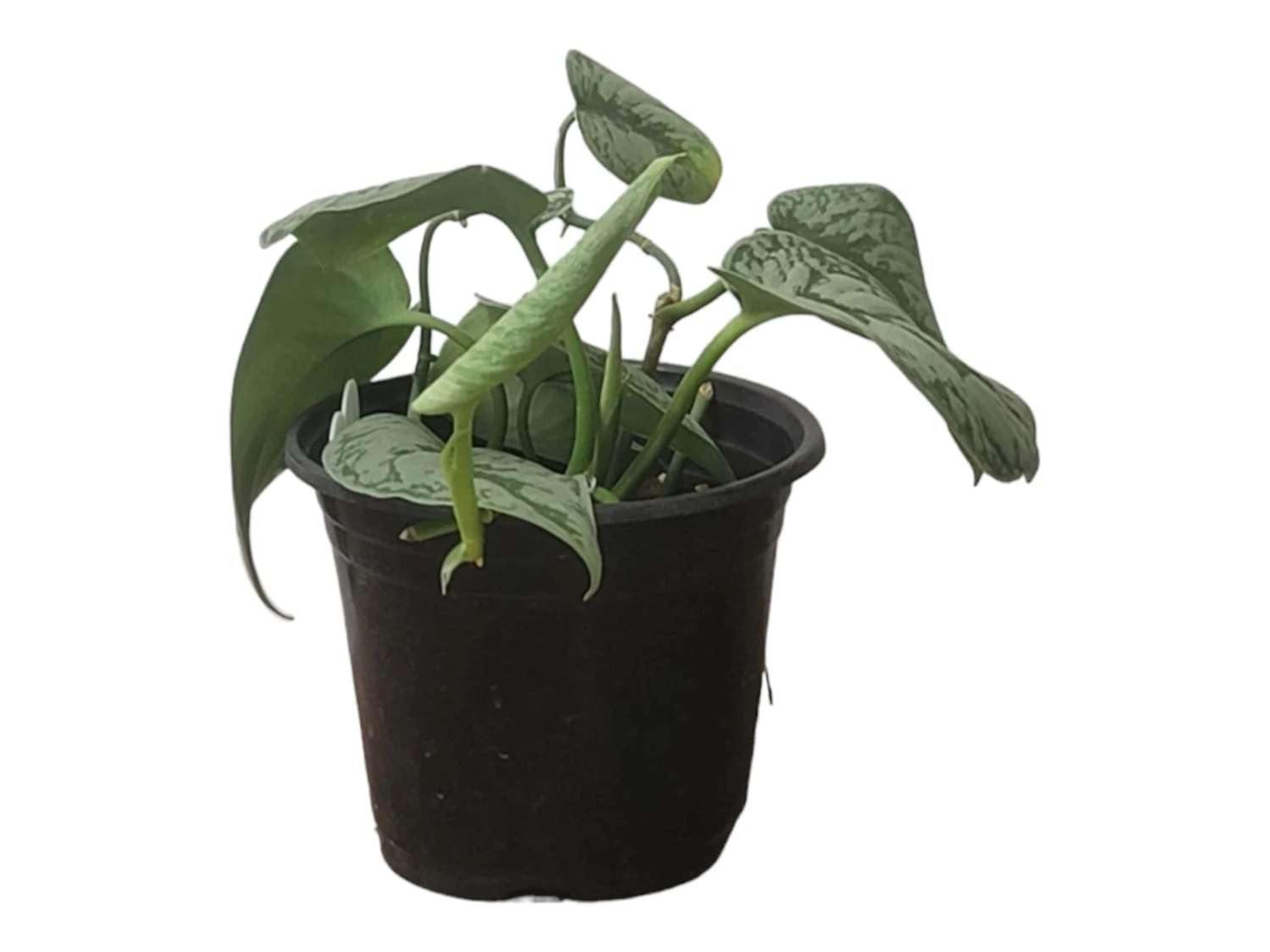 Scindapsus Exotica – Scindapsus Pictus ‘Exotica’ – In 4″ And 6" Pot - FREE SHIPPING - Image 15