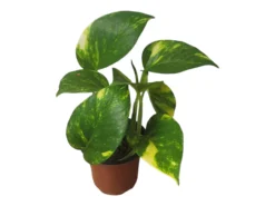 Pothos Giant Hawaiian - LIVE 4" Potted Plant - Epipremnum Hawaiian