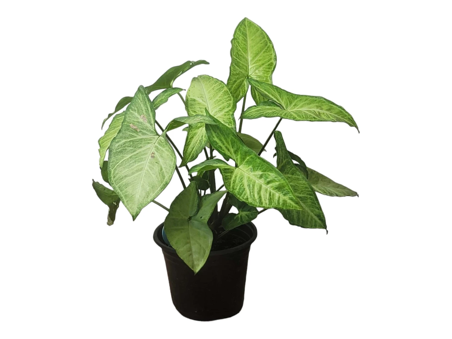 Syngonium White Butterfly - LIVE 4" Or 6" Potted Plant - Syngonium Podophyllum - FREE SHIPPING - Image 11