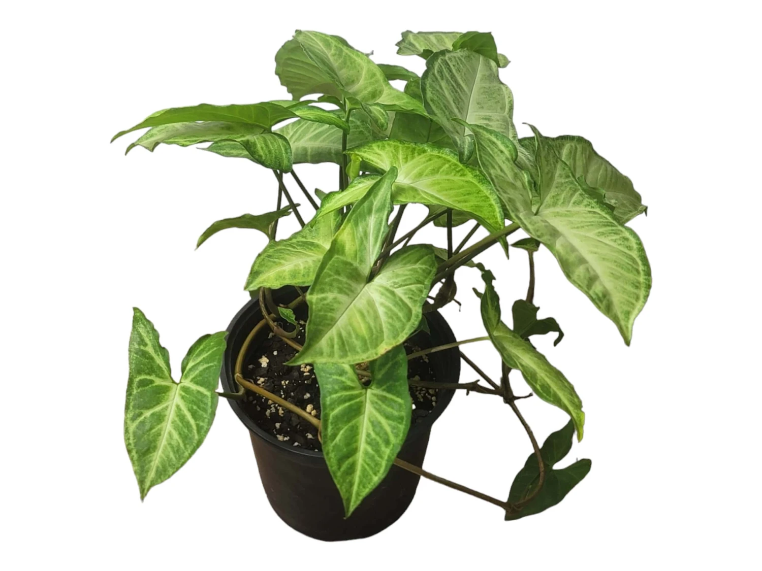 Syngonium White Butterfly - LIVE 4" Or 6" Potted Plant - Syngonium Podophyllum - FREE SHIPPING - Image 12