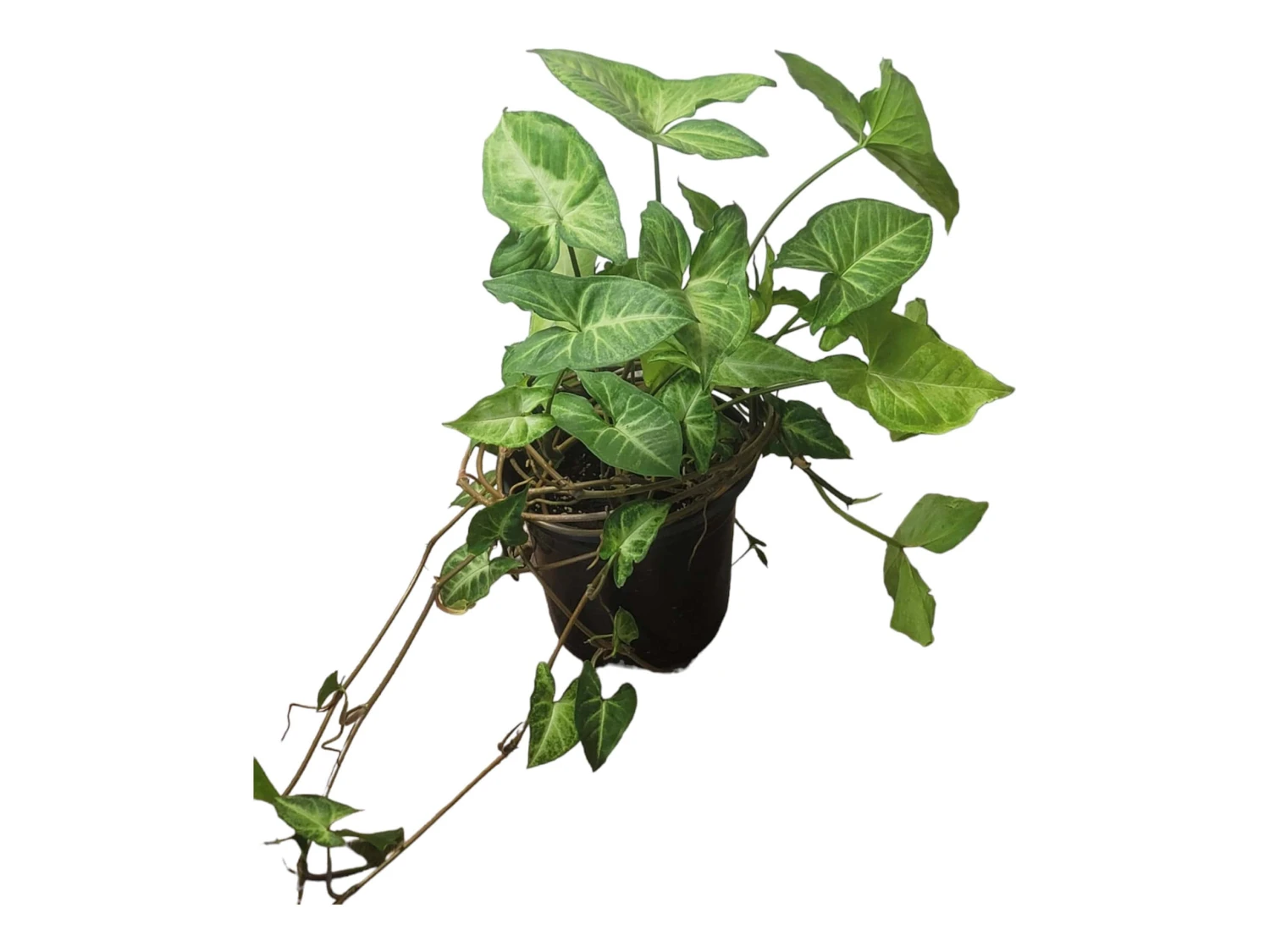 Syngonium White Butterfly - LIVE 4" Or 6" Potted Plant - Syngonium Podophyllum - FREE SHIPPING - Image 14