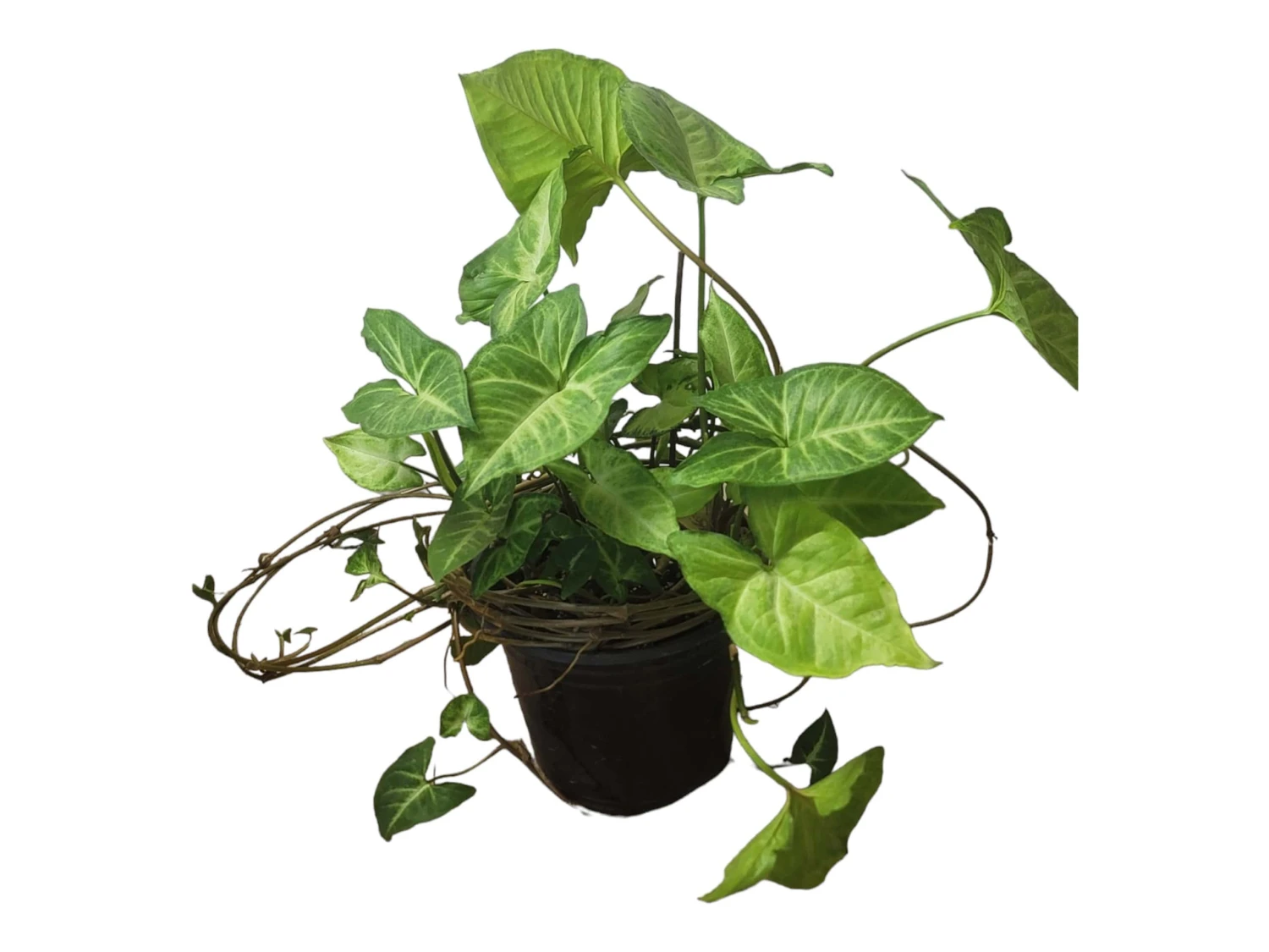 Syngonium White Butterfly - LIVE 4" Or 6" Potted Plant - Syngonium Podophyllum - FREE SHIPPING - Image 15