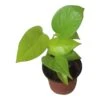 LIVE Neon Pothos In 4″ Pot – Epipremnum Aureum Neon - LIVE Potted Plant - FREE SHIPPING
