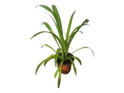 Spider Plant - Chlorophytum Comosum 4" Or 6" - LIVE Potted Plant - FREE SHIPPING