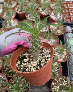 Pachypodium Lamerei---Madagascar Palm