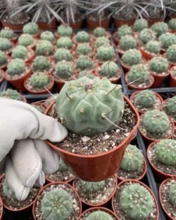 Matucana Madisoniorum