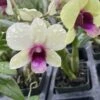 Dendrobium New Burana Comes In 4" Pot
