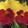 Cattleya Rlc Thongsuphan Gold X Rlc Suvarnabhumi Magic Comes In 2