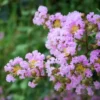 2 Crape Myrtle Muskogee | Lagerstroemia Indica