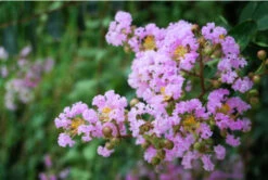 6 Crape Myrtle Muskogee | Carlo`s Plant Farm