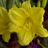 6 Happy Return Daylily's | Carlo`s Plant Farm