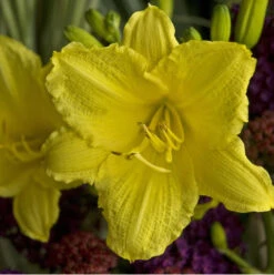 6 Happy Return Daylily's | Carlo`s Plant Farm
