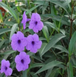 6 Purpose Showers | Carlo`s Plant Farm