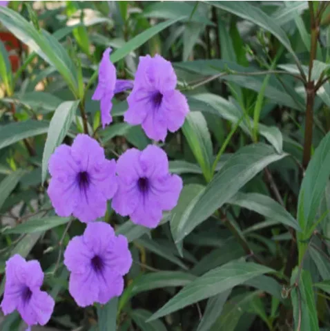 6 Purpose Showers | Carlo`s Plant Farm