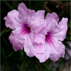 6 Wild Petunia | Carlo`s Plant Farm