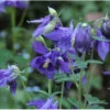 Aquilegia Alpina | Carlo`s Plant Farm