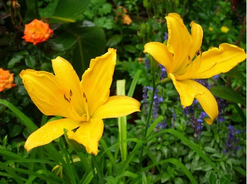 Aztec Gold Daylily | Carlo`s Plant Farm