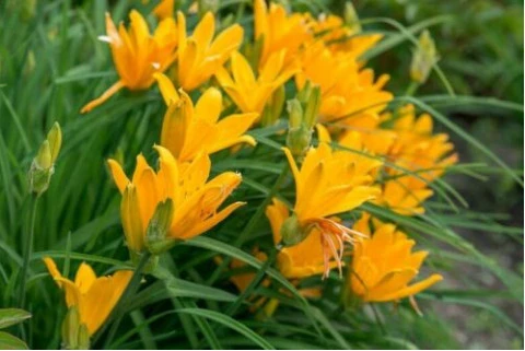 Aztec Gold Daylily | Carlo`s Plant Farm - Image 3