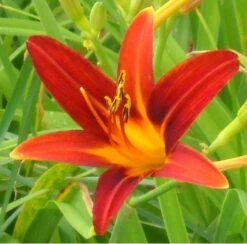 Ming Toy Daylily | Carlo`s Plant Farm