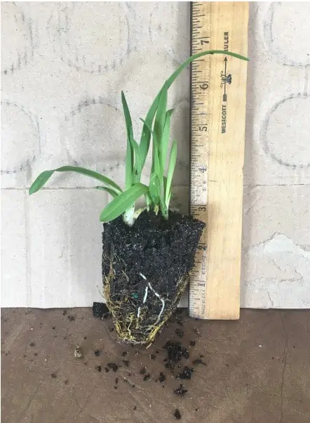 Happy Return Daylily - Image 2