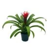 Red Bromeliad, 4 Inch, Guzmania Monostachia
