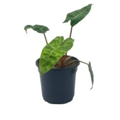 Philodendron Billietiae, 4 Inch, Very Rare Philo