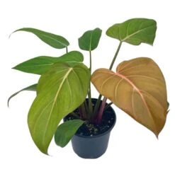 Philodendron Summer Glory, Gloriosum X Mccolleys Red Hybrid, 4 Inch, Rare Philo