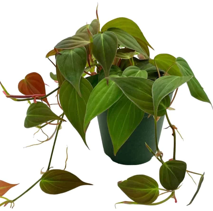Philodendron Micans Hederaceum, 4 Inch, Heart-Leaf Philo, Sweetheart Plant - Image 5