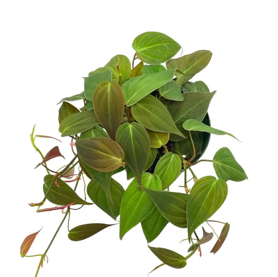 Philodendron Micans Hederaceum, 4 Inch, Heart-Leaf Philo, Sweetheart Plant - Image 4