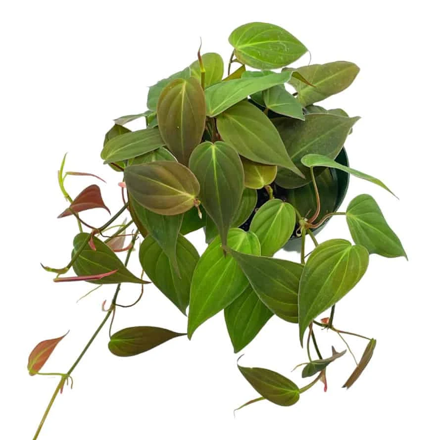 Philodendron Micans Hederaceum, 4 Inch, Heart-Leaf Philo, Sweetheart Plant - Image 3