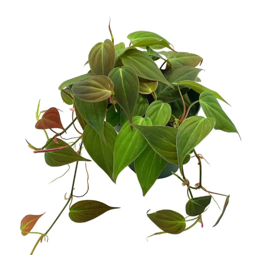 Philodendron Micans Hederaceum, 4 Inch, Heart-Leaf Philo, Sweetheart Plant - Image 2