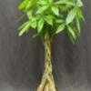 Money Bonsai Tree - Braided Trunk (pachira Aquatica)